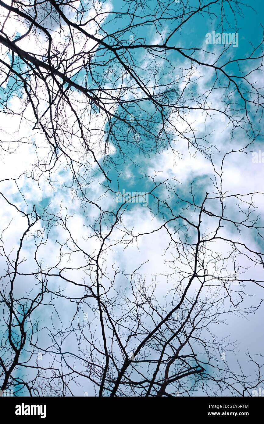 tree branches and blue sky in winter season Stock Photo - Alamy