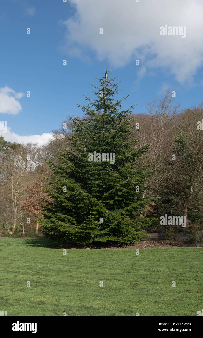 Autumn Foliage of an Evergreen Caucasian or Nordmann Fir Tree (Abies nordmanniana) with a Stunning Blue Sky Background Growing in a Park in Devon Stock Photo