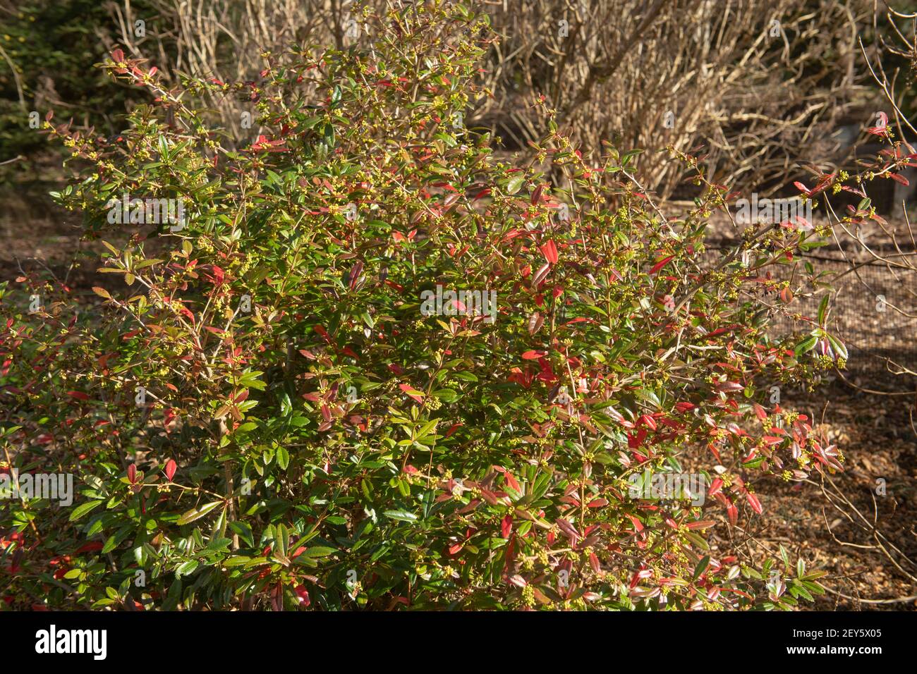 Winter Foliage and Yellow Flower Buds of an Evergreen  Chinese or Wintergreen Barberry Plant (Berberis Julianae) Growing in a Woodland Garden Stock Photo