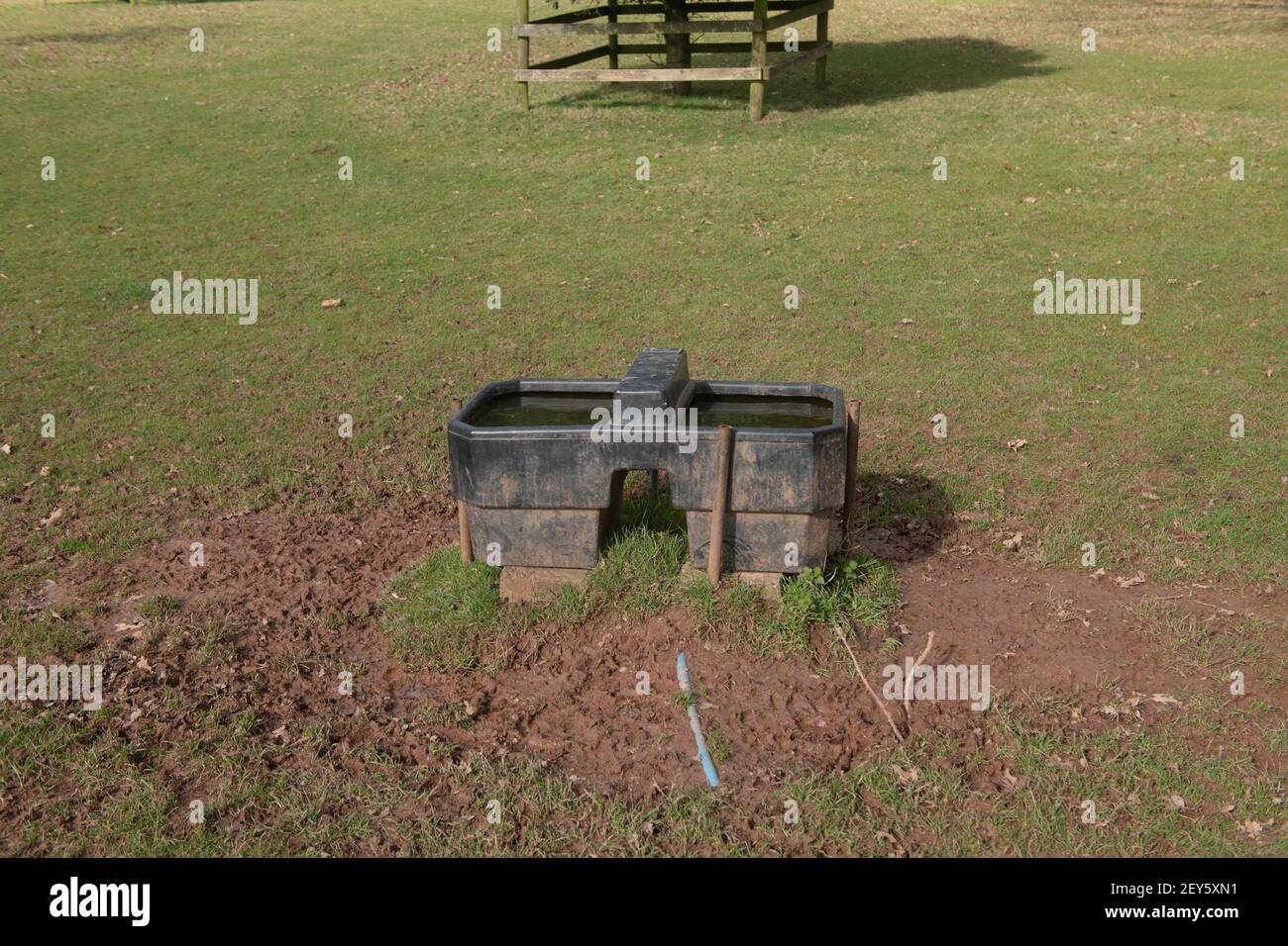 Old Black Plastic Trough with Fresh Drinking Water for Livestock in a