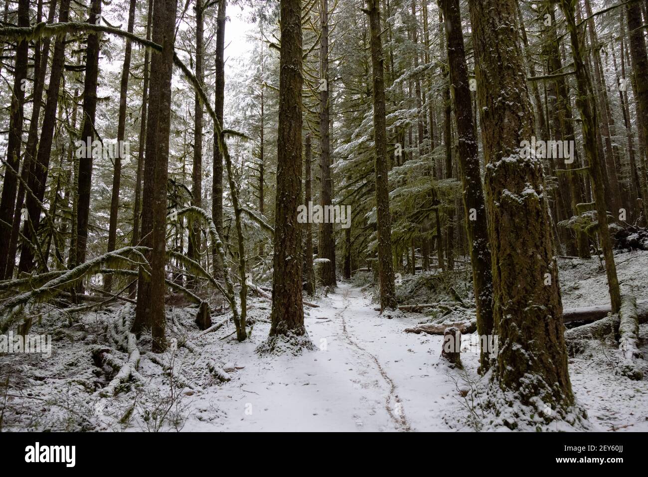 Beautiful Hiking Trail in the Forest Stock Photo - Alamy