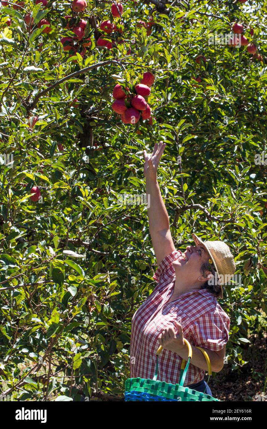 A cheerful middle-aged female farmer trying the pick the ripe apples ...