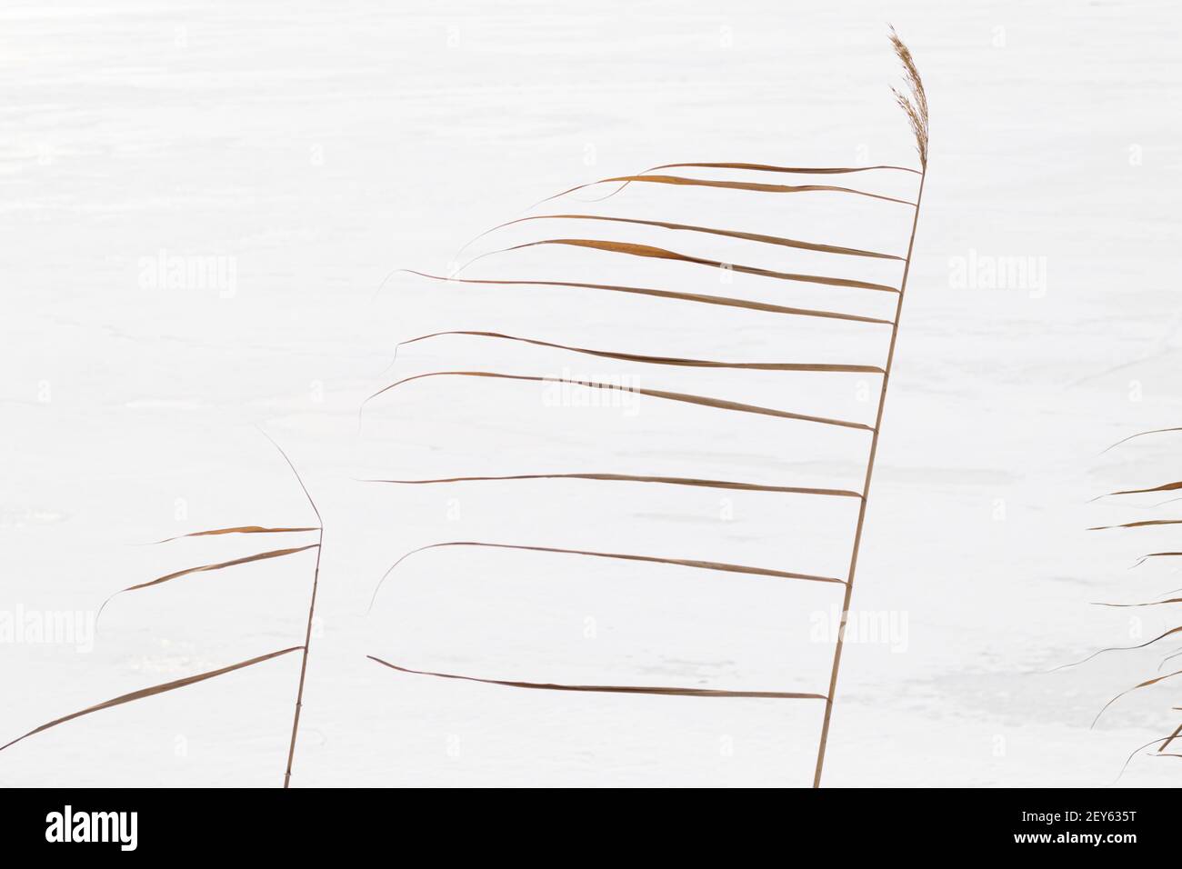 Dry reed on white snow. The reeds sway in the wind. Stock Photo