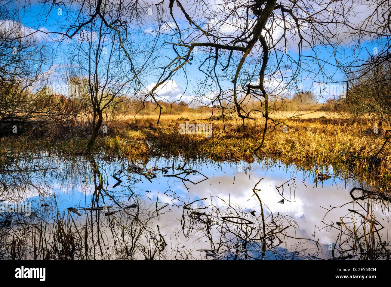 Branches and clouds in the sky are reflected by water in Winnall Moors, Winchester, Hampshire, England. Stock Photo