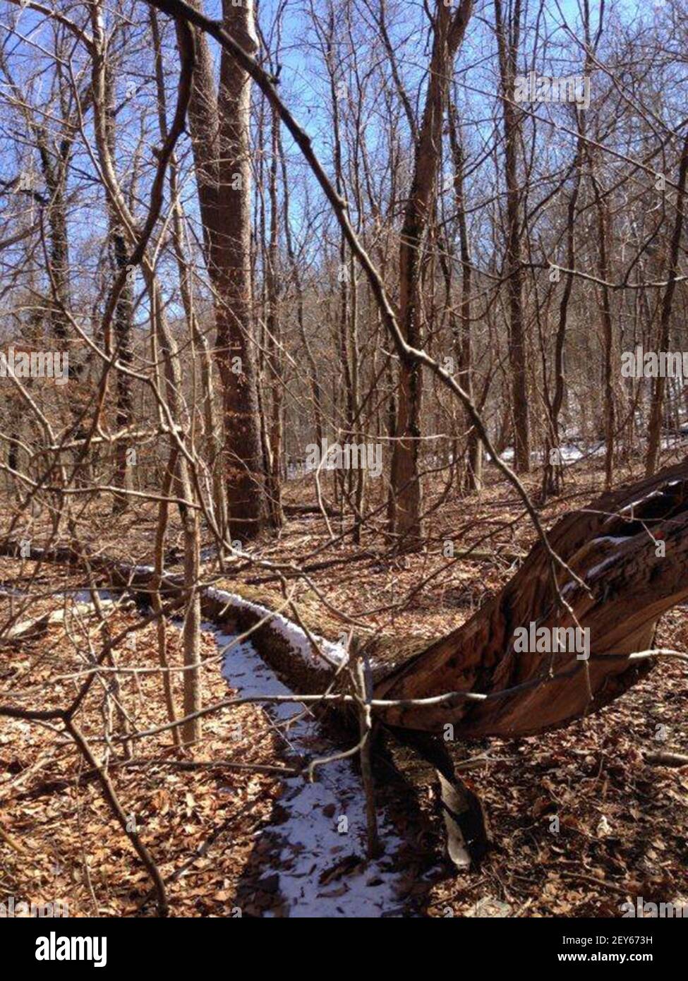 This is the approximate location in Leakin Park where Hae Min Lee's body was discovered in 1999