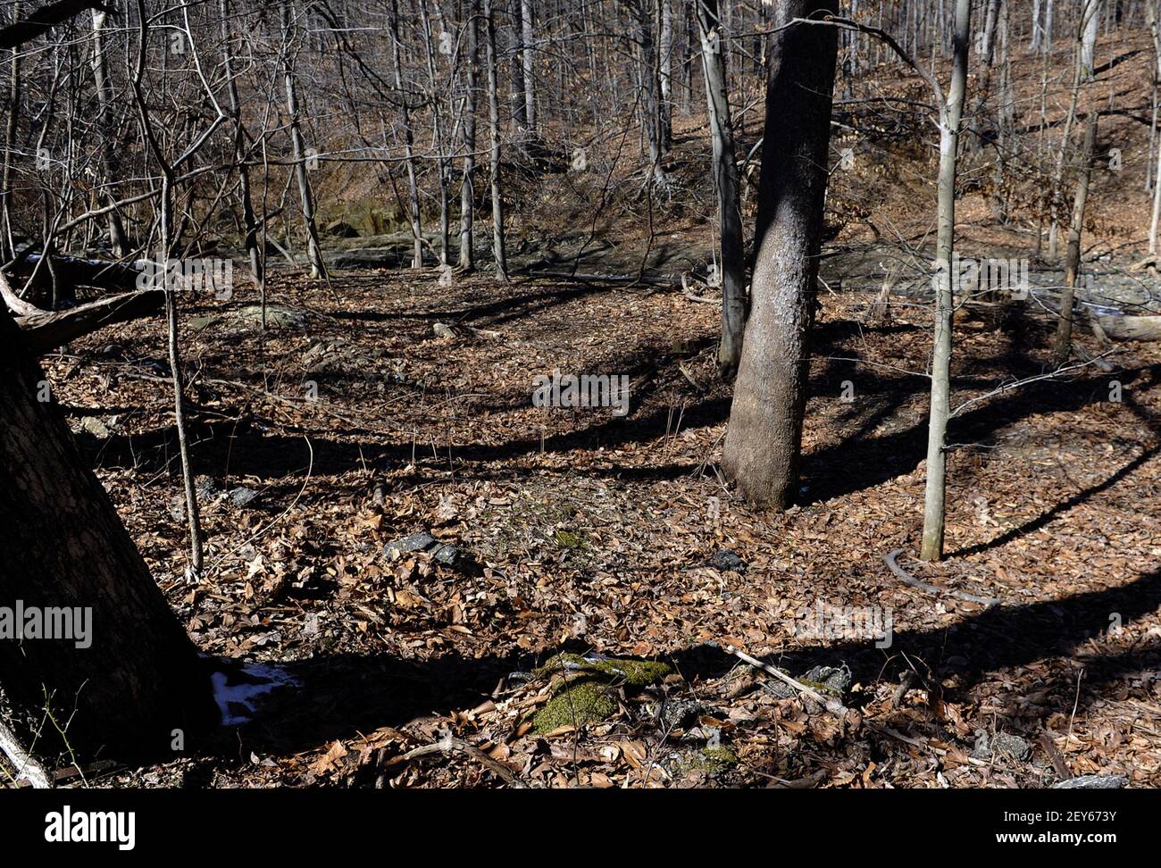 This is a wooded area along Franklintown Road in Leakin Park where Hae Min  Lee's body was approximately discovered in 1999. (Photo by Barbara Haddock  Taylor/Baltimore Sun/TNS/Sipa USA Stock Photo - Alamy