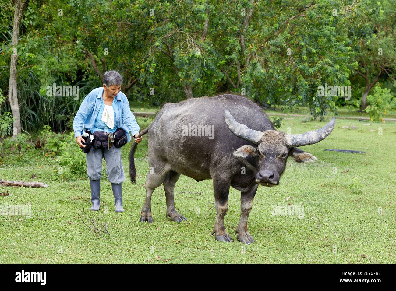 Jean Leung Siu-wah, known locally as the buffalo mother, or buffalo whisperer seen here with the buffalo she calls Ngau Ngau. She has been looking aft Stock Photo
