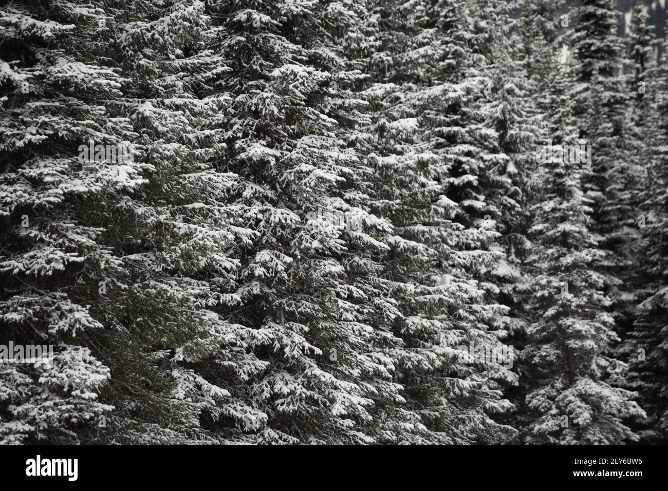close up of snow covered evergreen trees in forest or woods in winter in British Columbia Canada horizontal winter or Christmas backdrop  background Stock Photo