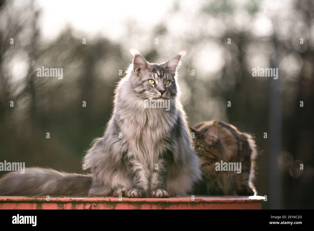 two maine coon cats outdoors together with copy space. one cat is
