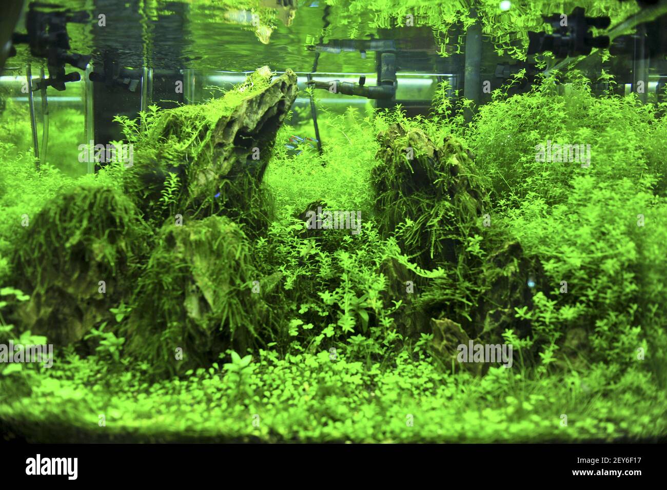 Micro hot sale fish tank
