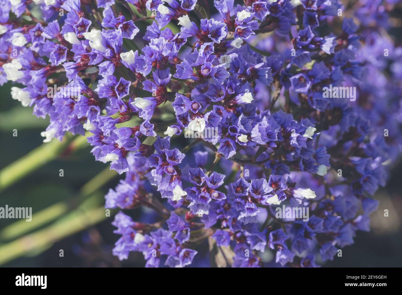 A closeup shot of lilac Limonium flowers Stock Photo