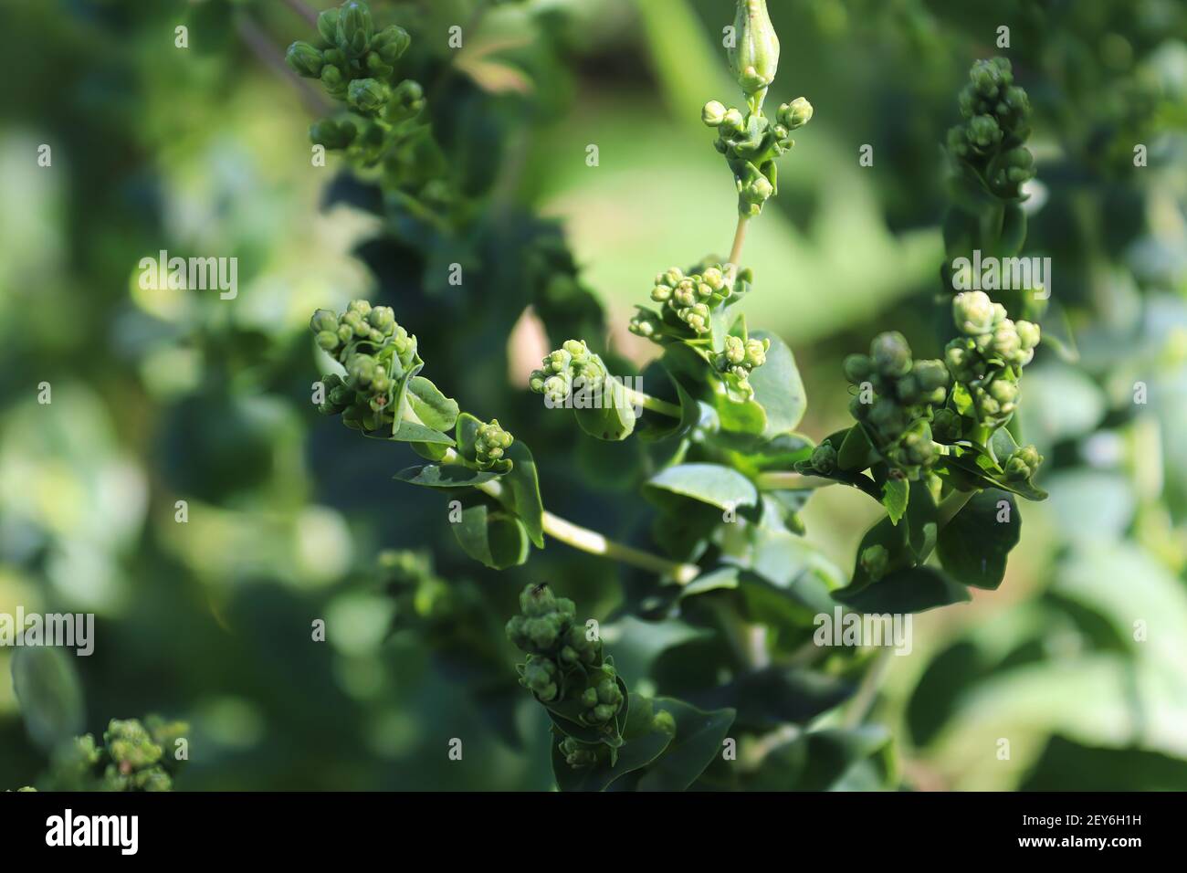 Bolted spinach that has started to bud Stock Photo Alamy
