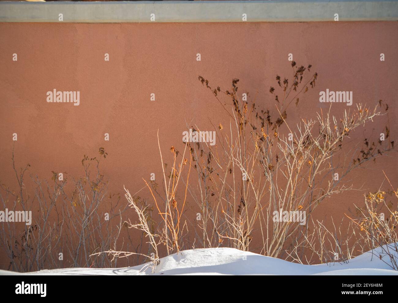 garden plant in winter dried flowers against painted concrete wall of home exterior snow at base of bush dried branches horizontal formatroom for type Stock Photo