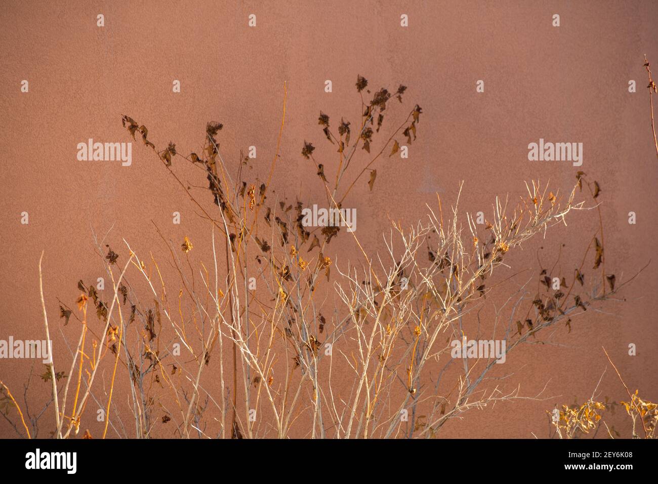 garden plant in winter dried branches and flowers against painted concrete wall of home exterior in background horizontal format empty space  for type Stock Photo