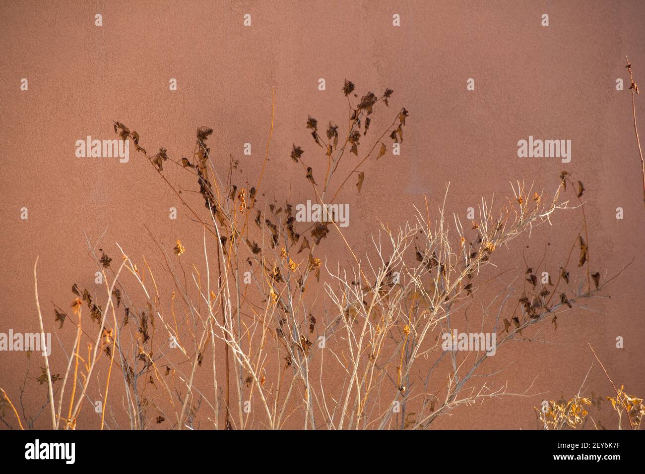 garden plant in winter dried branches and flowers against painted concrete wall of home exterior in background horizontal format empty space  for type Stock Photo