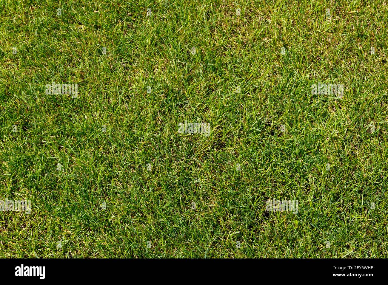 Green grass texture background Stock Photo - Alamy