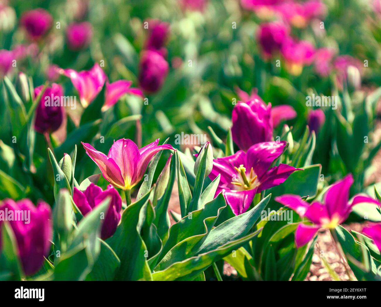 Tulips (Tulipa) are lit by the afternoon sun in the Walled Garden at the Biltmore Estate in Asheville, NC, USA Stock Photo