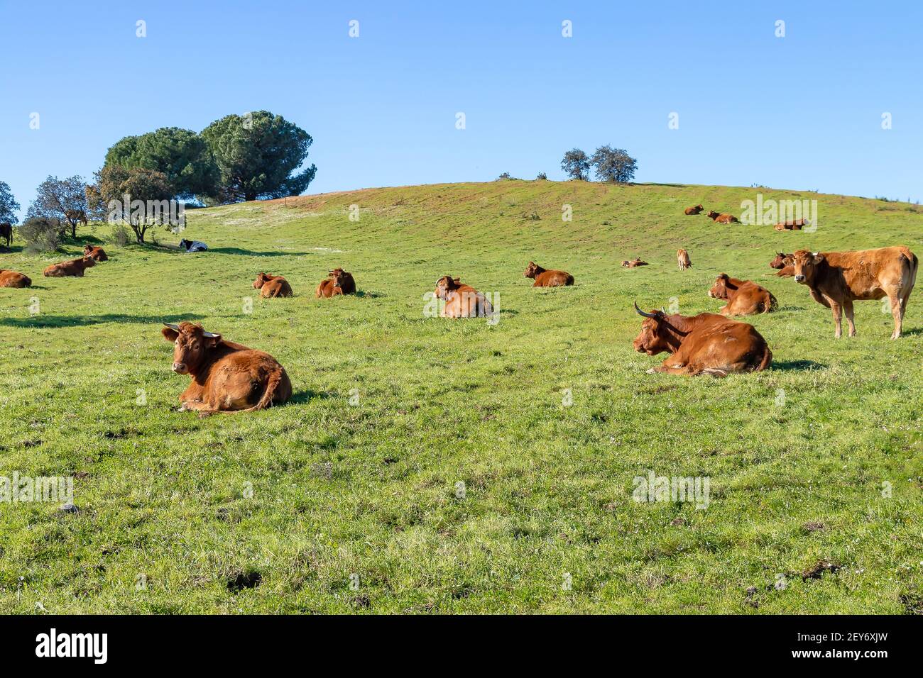 Brown Cows relaxing on green pasture in Huelva, Andalusia, Spain Stock Photo