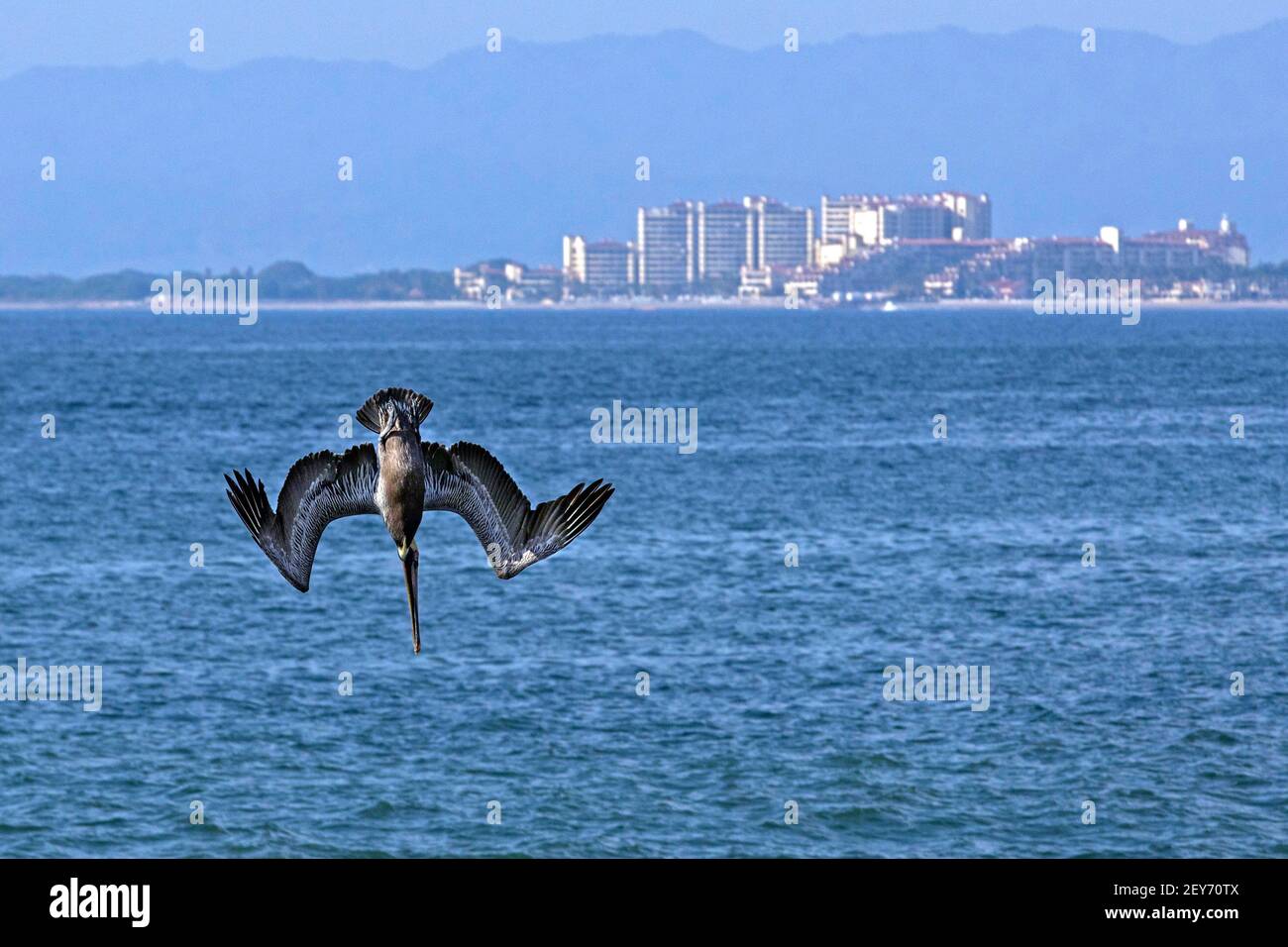 Brown pelican (Pelecanus occidentalis) diving for fish in the Pacific Ocean at Bahía de Banderas, Jalisco, Mexico Stock Photo