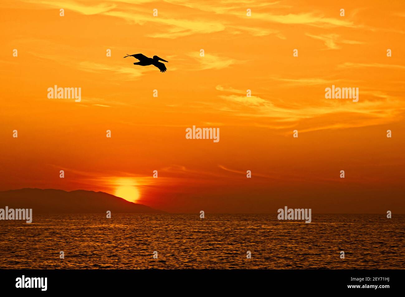 Silhouette of brown pelican (Pelecanus occidentalis) flying over the Pacific Ocean sunset at Bahía de Banderas, Jalisco, Mexico Stock Photo