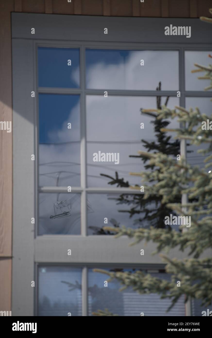 evergreen pine tree in front of glass window of ski chalet reflecting blue sky with white clouds in home exterior window square shapes in glass window Stock Photo