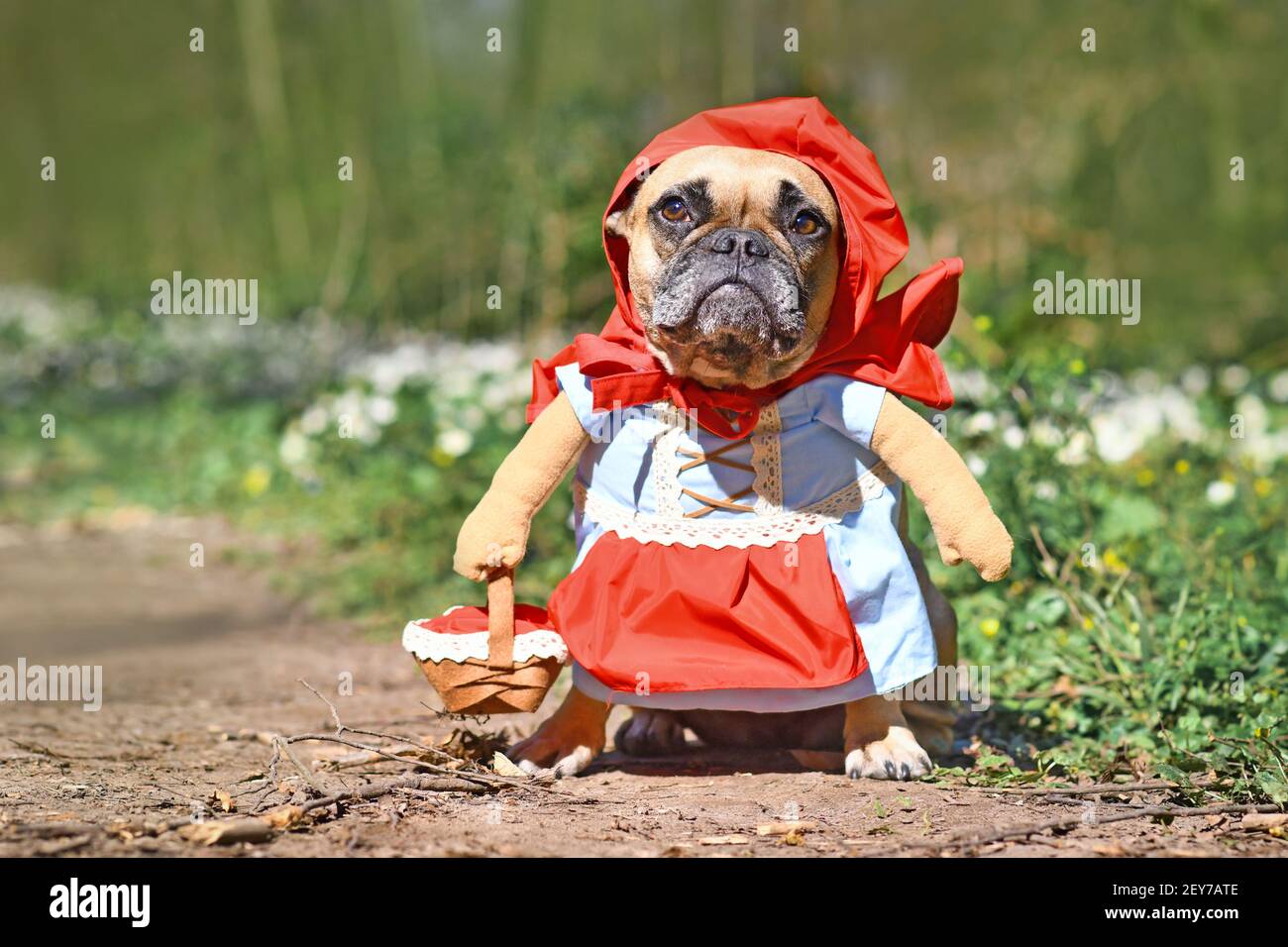 Funny French Bulldog dos dressed up as fairytale character Little Red Riding Hood with full body costumes with fake arms wearing basket in forest Stock Photo