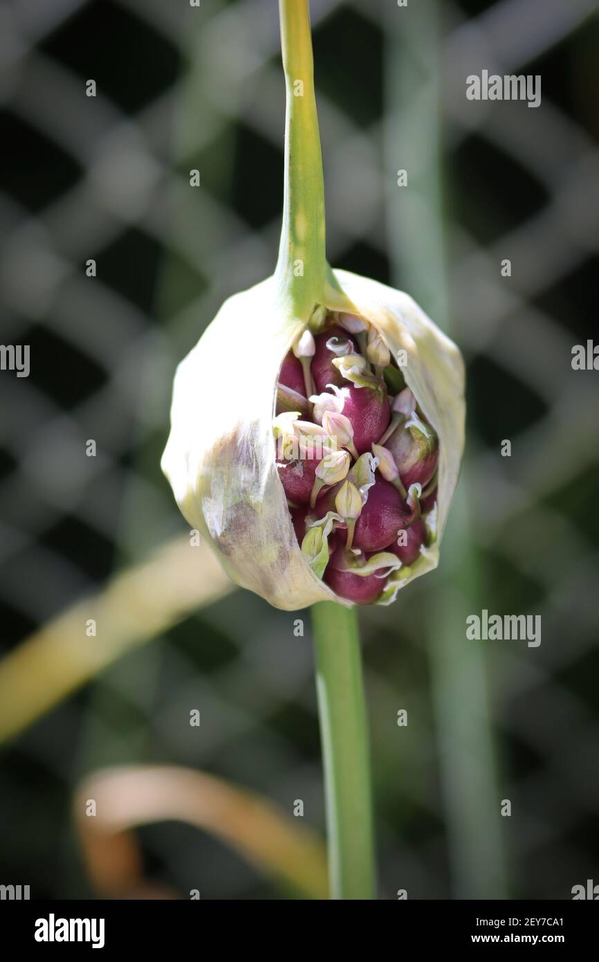 Garlic scape hires stock photography and images Alamy
