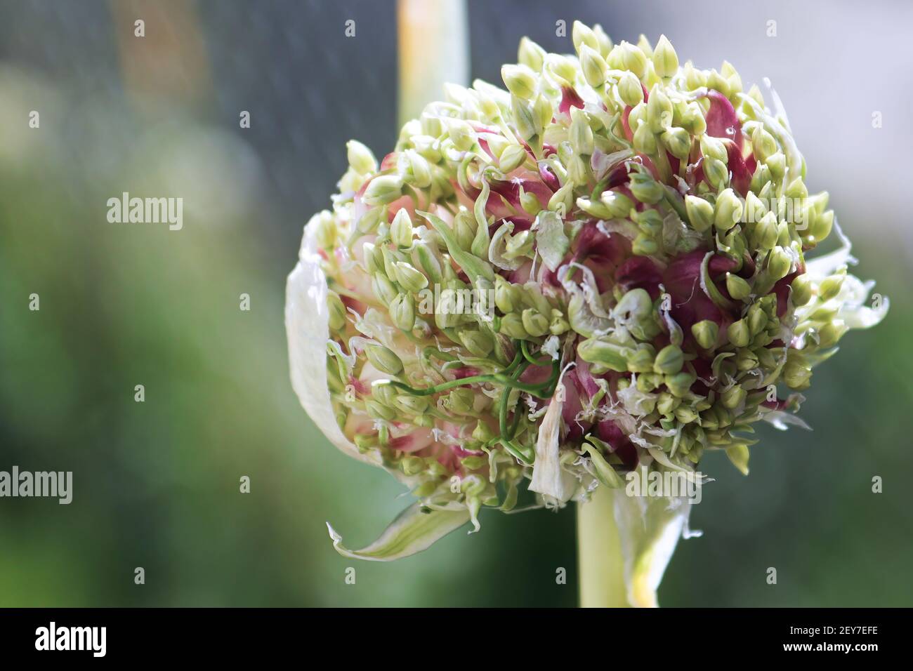 Macro of a garlic scape flower head opening up Stock Photo Alamy