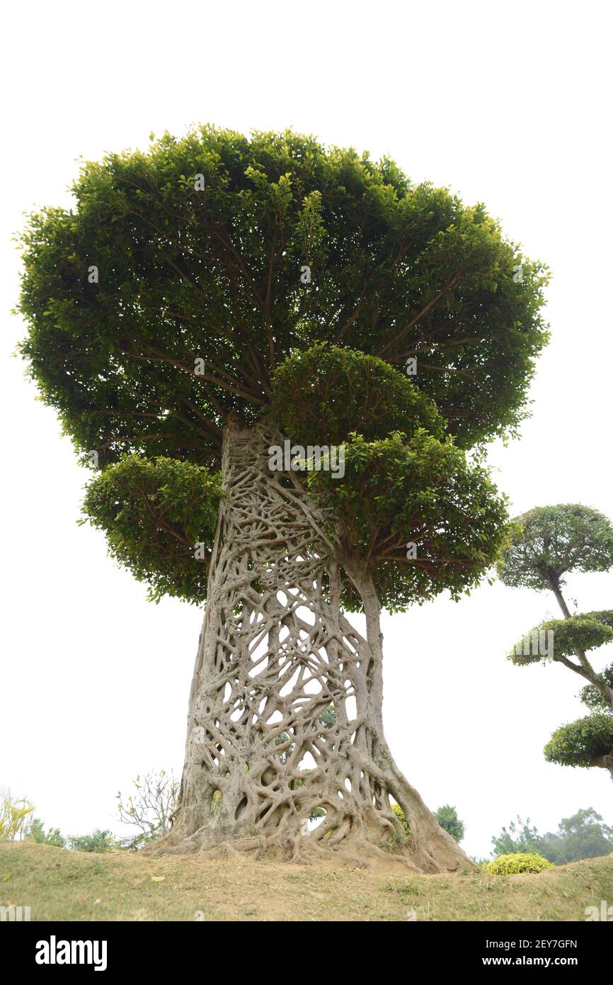 The odd tree's trunk which looks like spider web grows in a park in ...