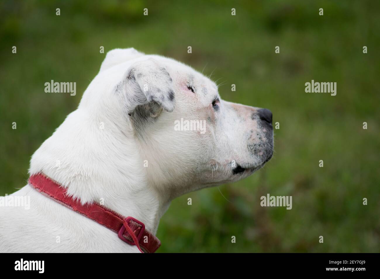 White Staffordshire bull terrier with a red collar Stock Photo