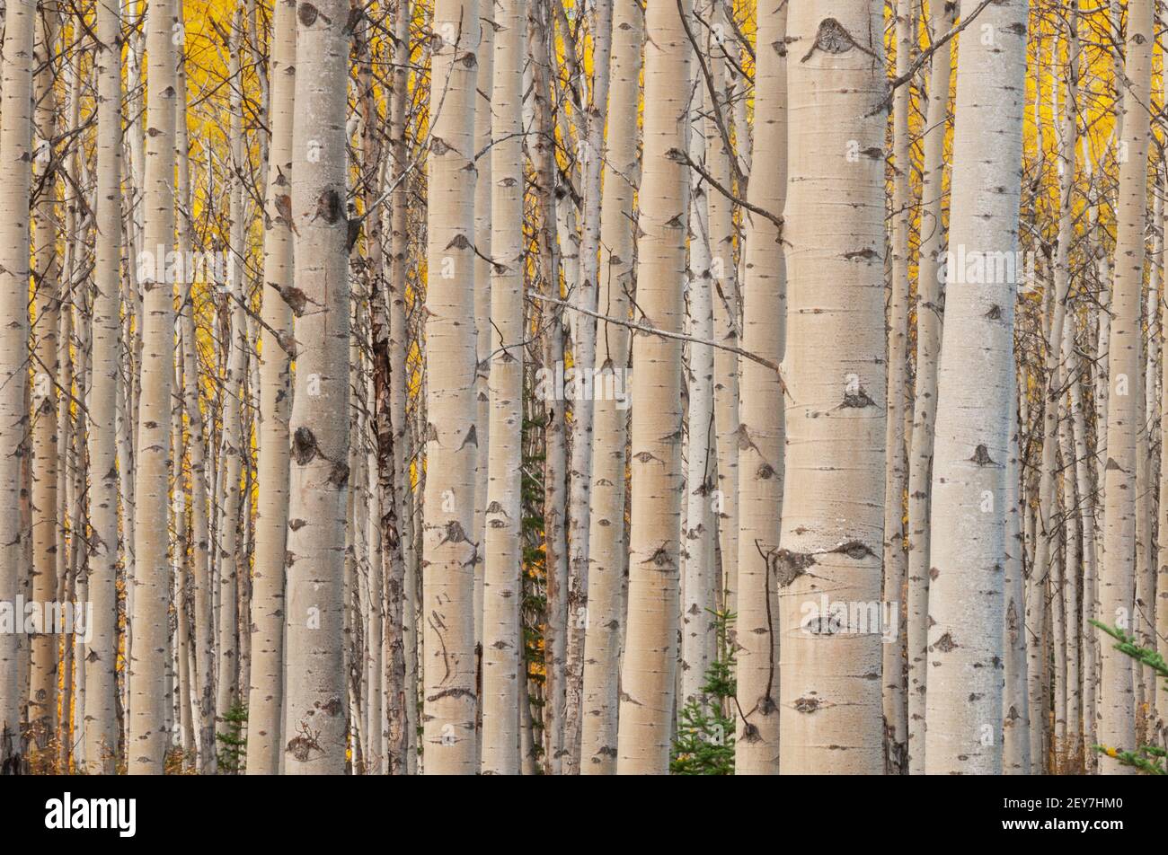 Trees of north america hi-res stock photography and images - Alamy