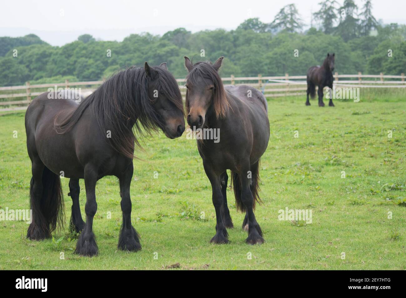Two beautiful horses together in a paddock Stock Photo