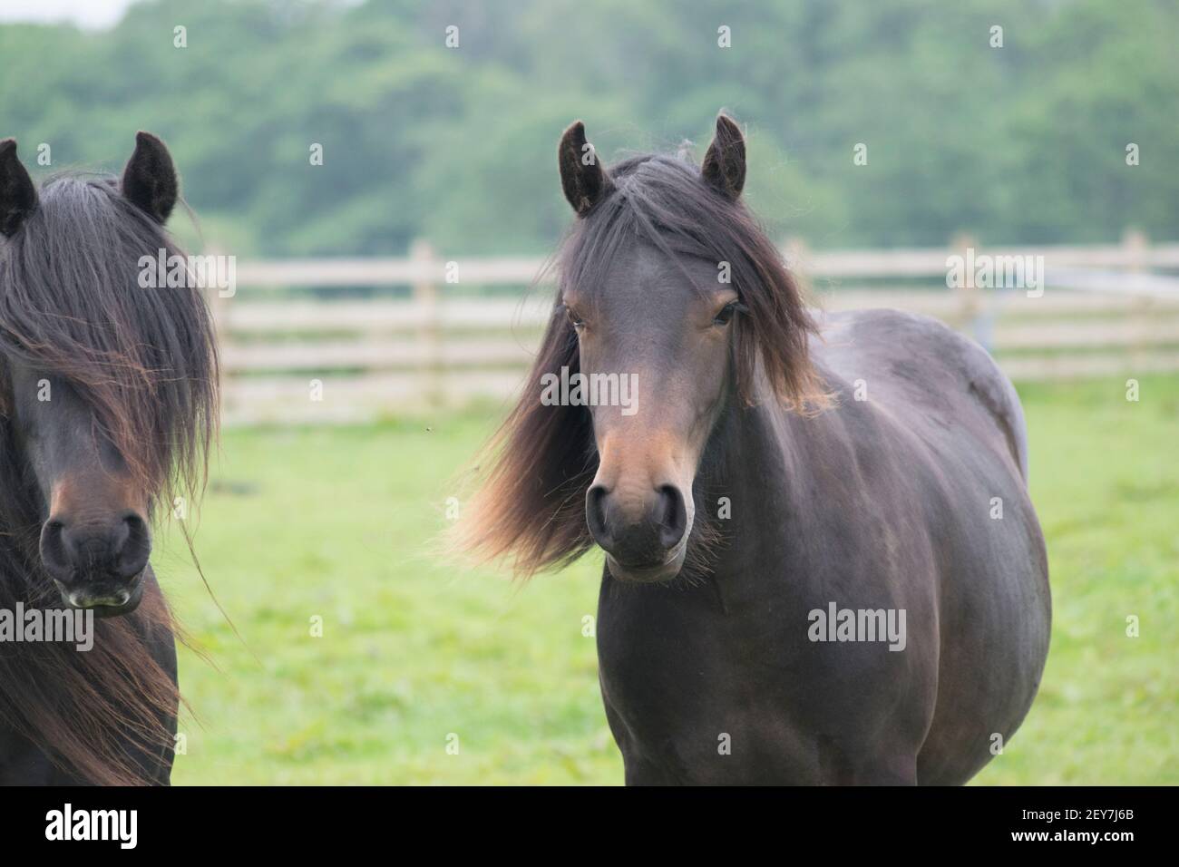 Two beautiful horses together in a paddock Stock Photo