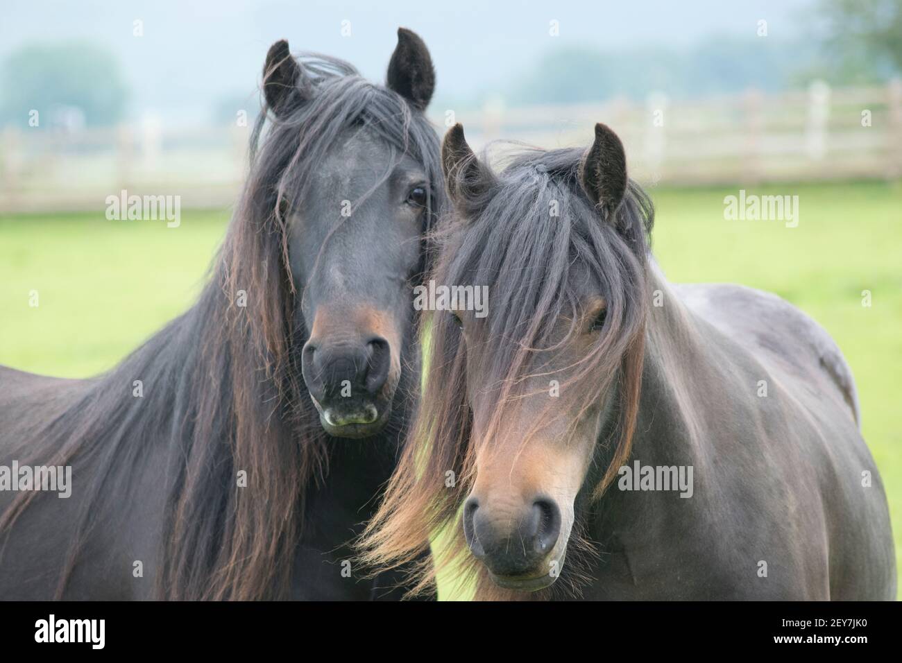 Two beautiful horses together in a paddock Stock Photo