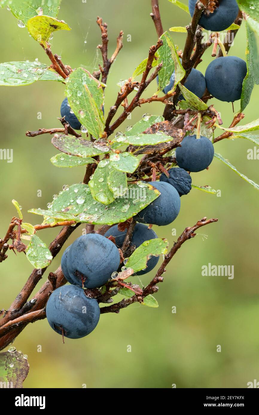 North America; United States; Alaska; Alaska Range Mountains; Denali National Park; Wild plants; Blueberries; Vaccinium ovalifolium Stock Photo