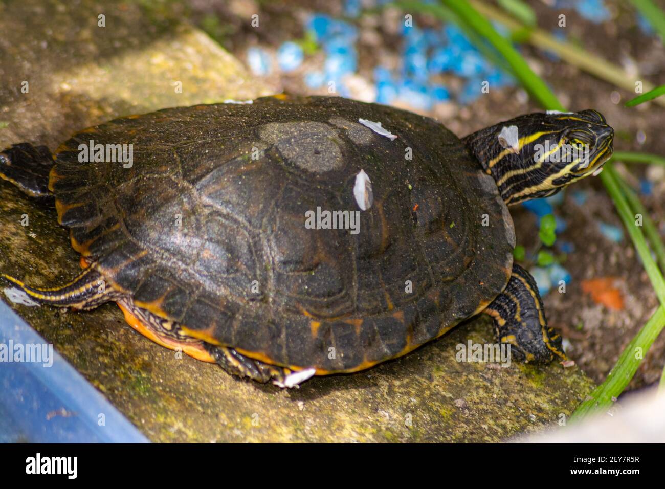 Turtle Trachemys Venusta, Emydidae exiting hibernation in beginning of spring season Stock Photo