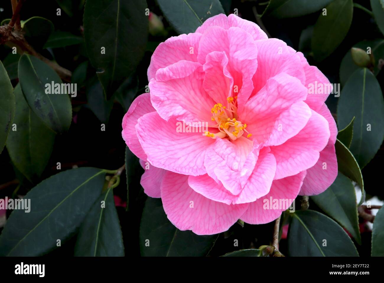 Camellia x williamsii ‘Cornish Spring’ Camellia Cornish Spring – pink semi-double flowers with pink veins,  March, England, UK Stock Photo