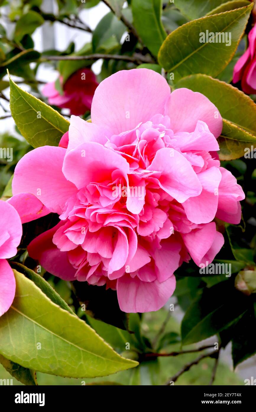 Camellia x williamsii ‘Debbie’ Camellia Debbie – deep pink semi double flowers with ruffled centre,  March, England, UK Stock Photo