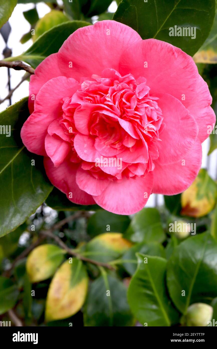 Camellia x williamsii ‘Debbie’ Camellia Debbie – deep pink semi double flowers with ruffled centre,  March, England, UK Stock Photo