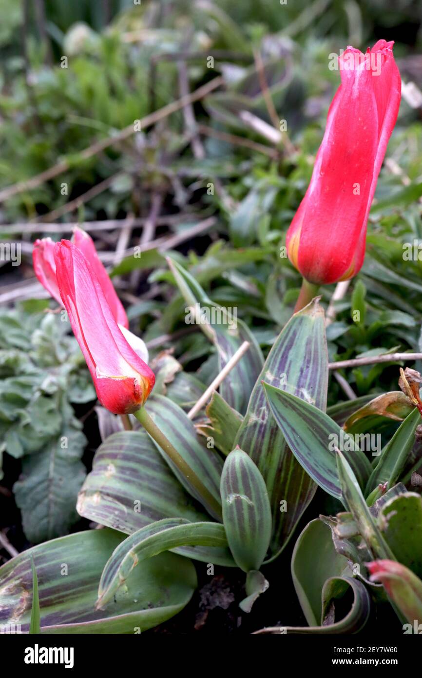 Tulipa ‘Hearts Delight’ Kaufmanniana 12 Hearts Delight tulip – carmine red tulips, narrow white margins, variegated leaves,  March, England, UK Stock Photo