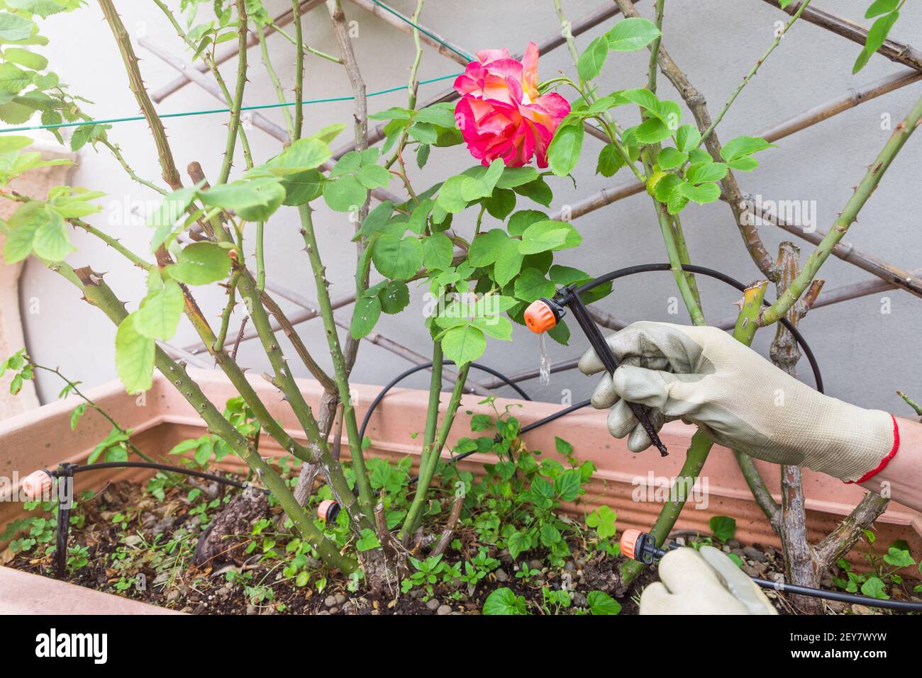Home gardening. Drip irrigation system and drippers in flower pot of
