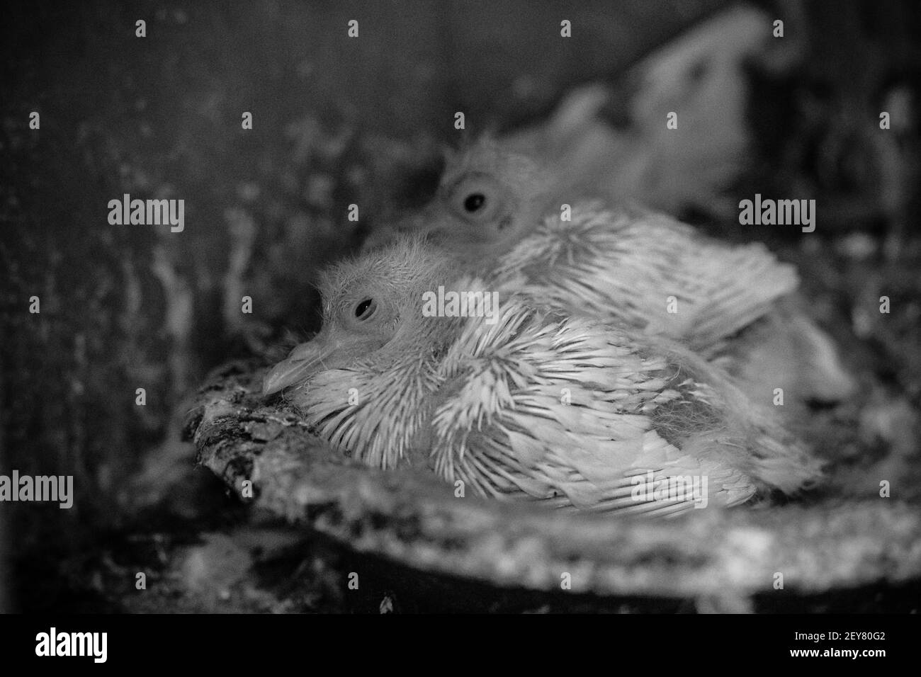A closeup grayscale of newborn pigeon squeakers in the nest Stock Photo