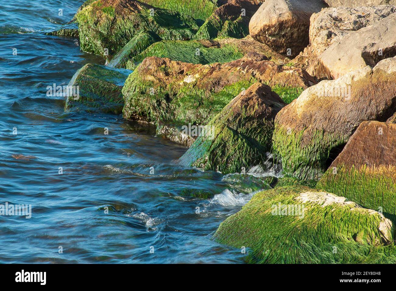 Green algae growing on large beach rocks with blue lake water Stock Photo