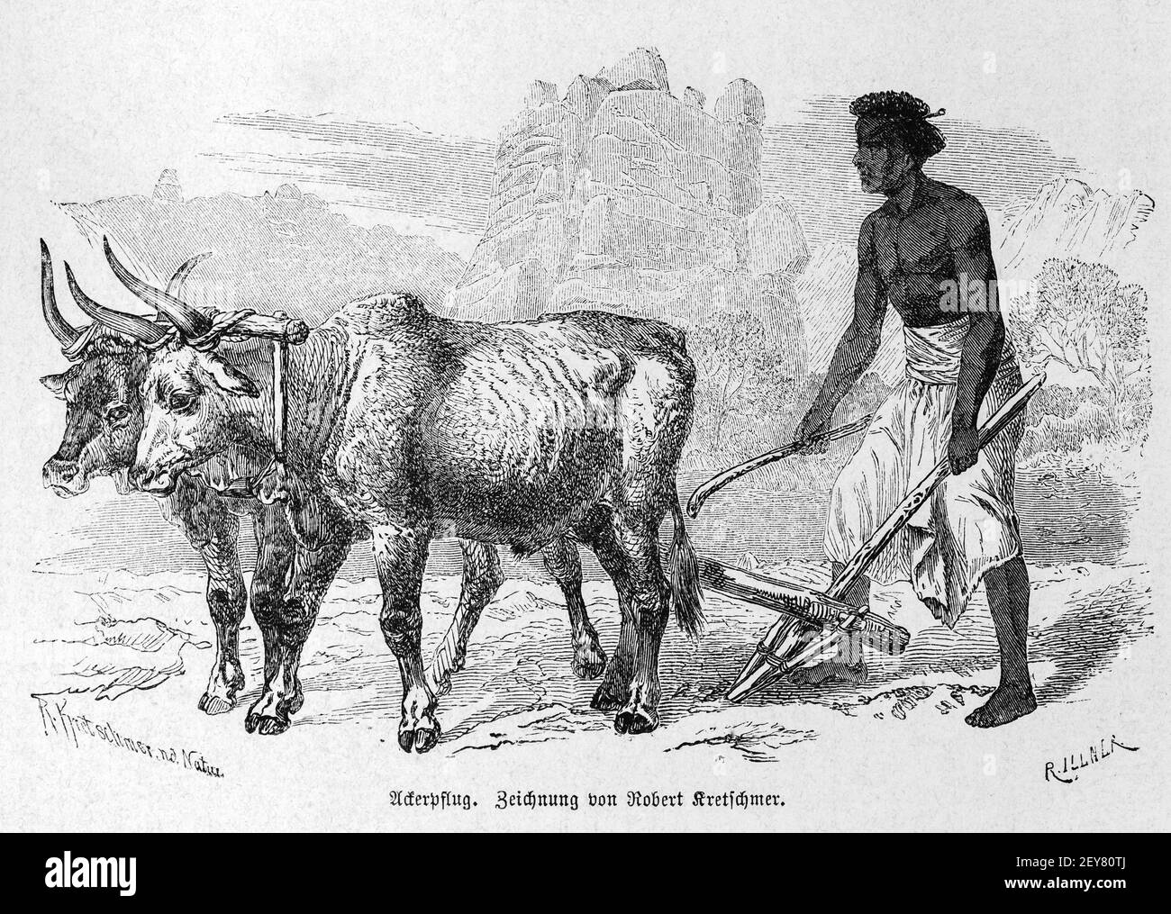 Ploughing a field  thr traditional way witha wooden plough and oxen, Dr. Richard Andree, Abessinien, Land und Volk, Leipzig 1869 Stock Photo