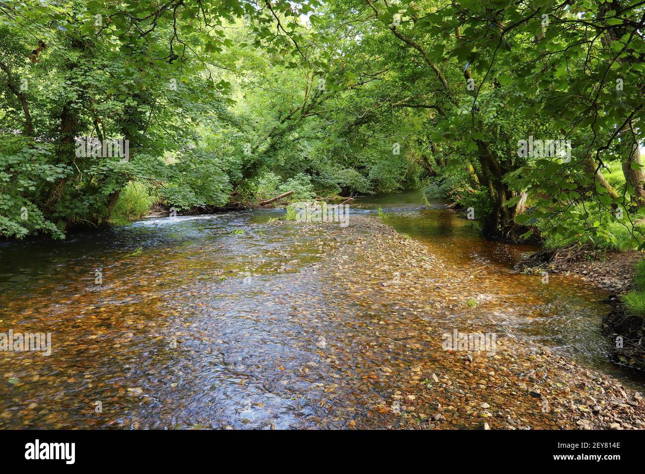 Clear waters of a Cornish stream showing the muddy brown stones underneath Stock Photo
