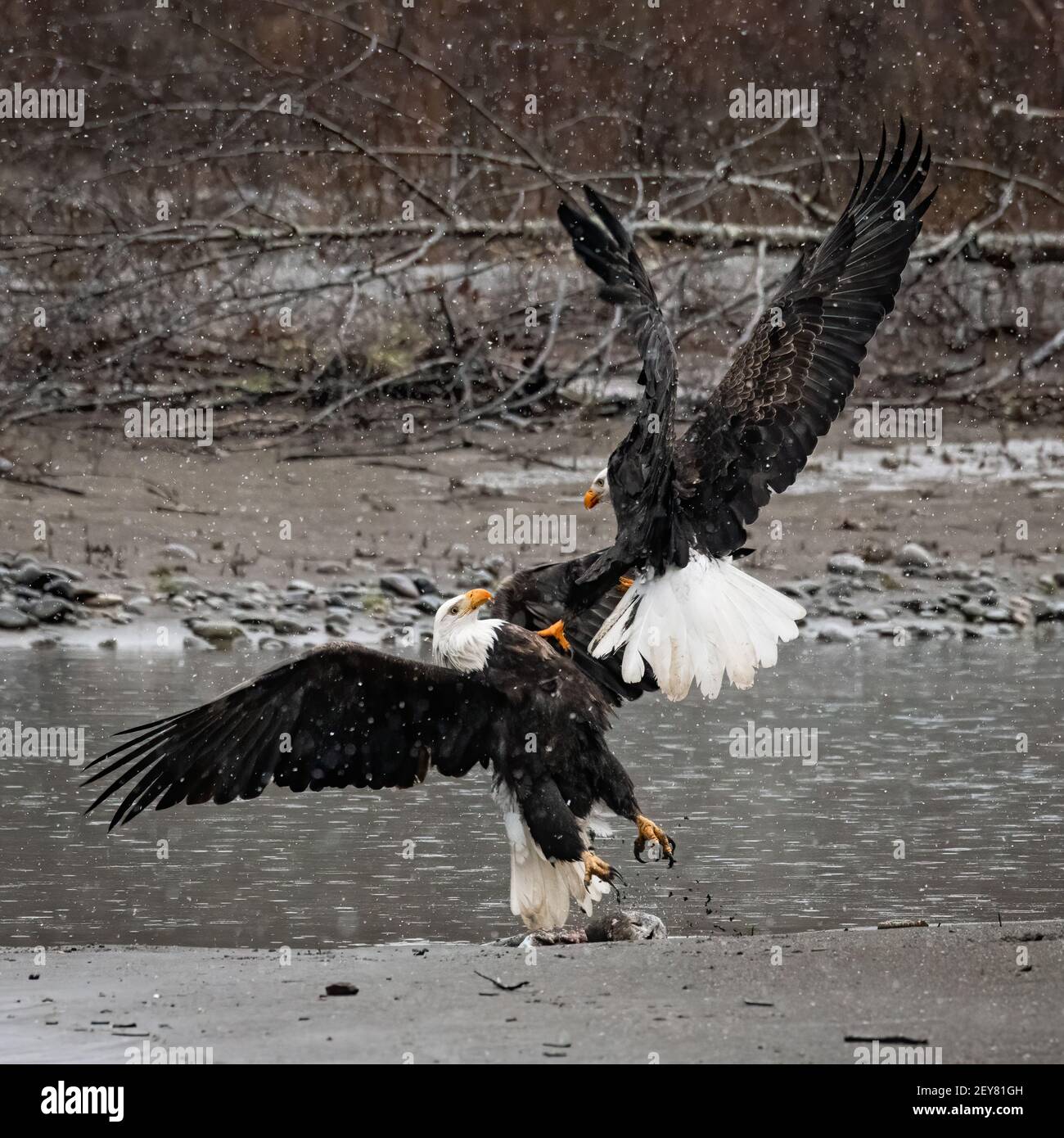 A pair of mature bald eagles clash along the banks of the Nooksack River as snow falls on a cold winter day, their wings fully spread in battle Stock Photo