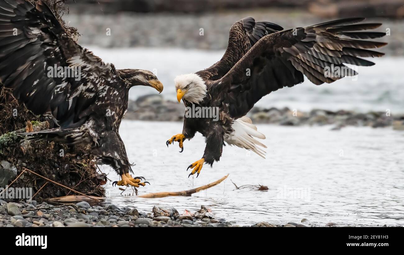 Bald eagles clash on the rivers edge as the conflict plays out next to the Nooksack River in Washington State in winter as their wings spread Stock Photo