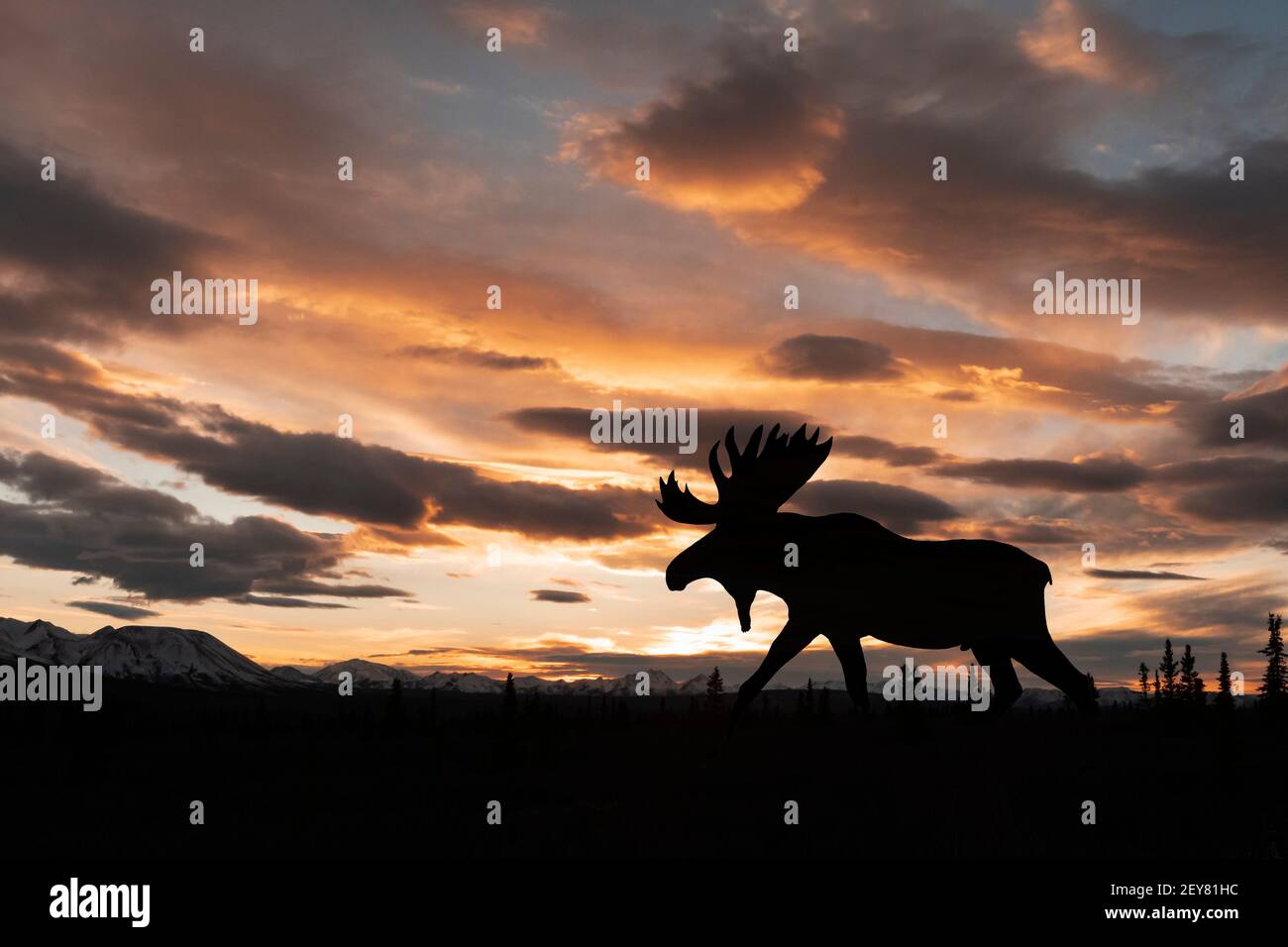 North America; United States; Alaska; Wildlife; Moose; Alces alces gigas; Bull; Autumn Stock Photo