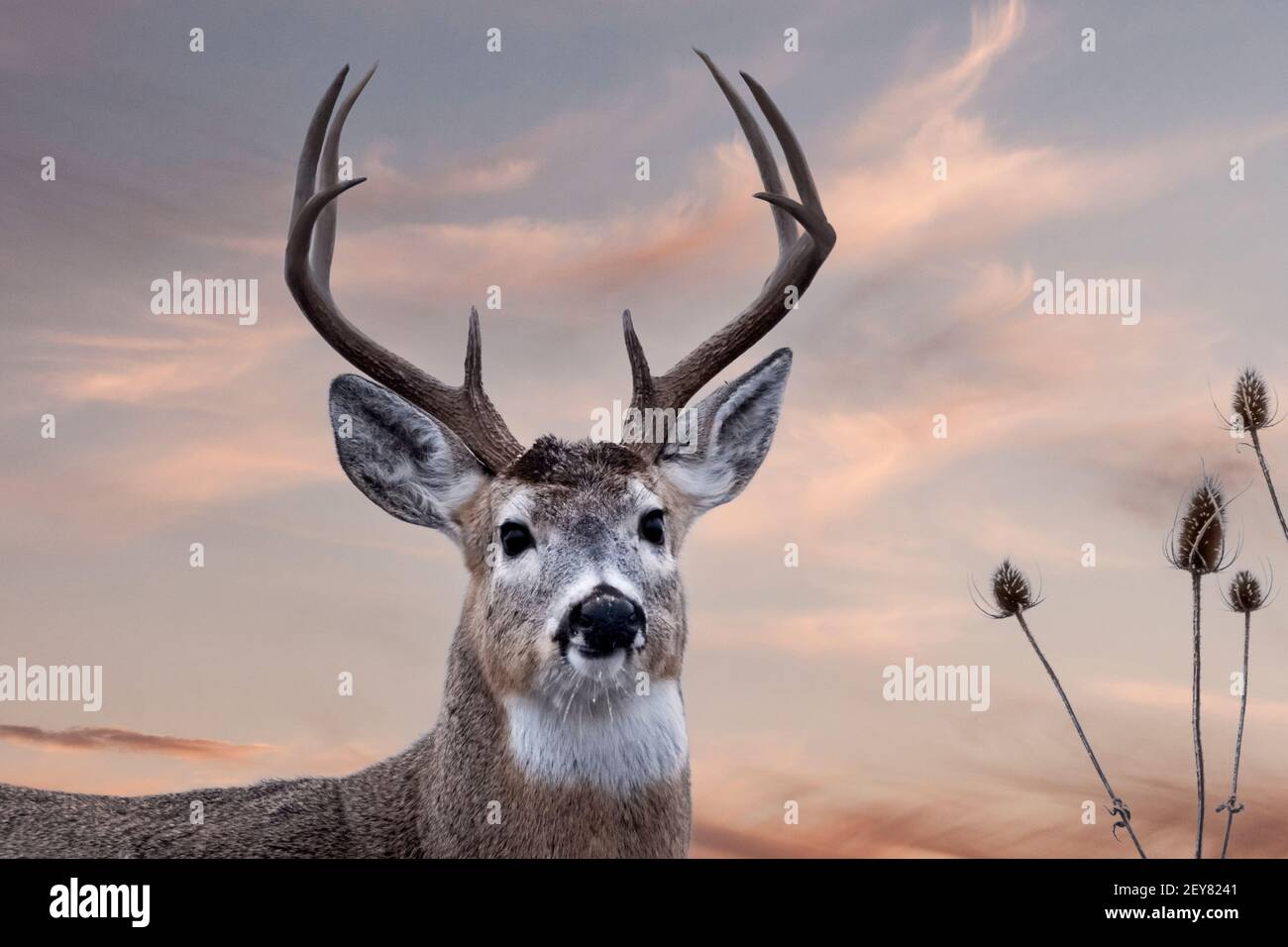 Montana; Wildlife; Mammals; Deer; Whitetail Deer; ; Buck Stock Photo Alamy