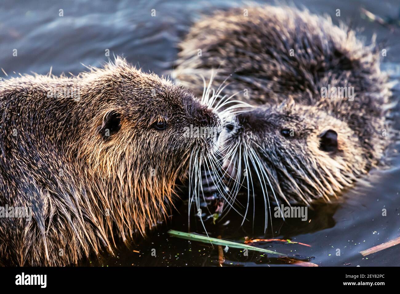 two nutria in the river Stock Photo